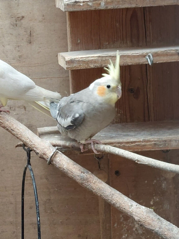 2 x 6 month old boys