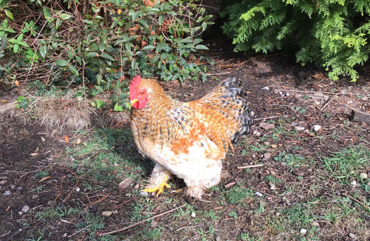 Silkie cross bantam cockerel/ rooster