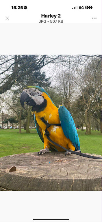 Male blue and gold macaw