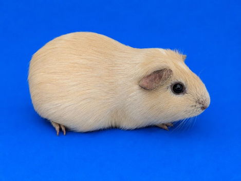 Guinea pig sow reserved