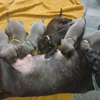 Cane Corso puppies