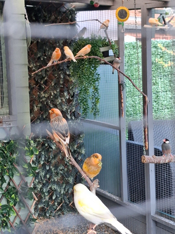 Canaries