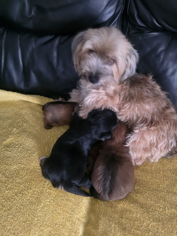Puppy morkies