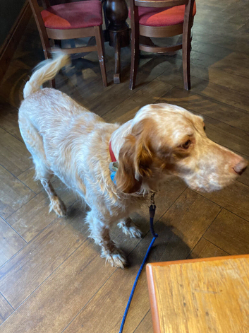 Rare English Setter for sale