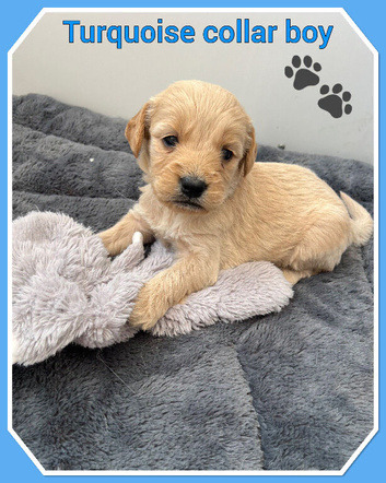 STUNNING F1 MINIATURE GOLDENDOODLES