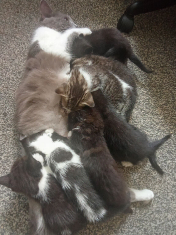 Beautiful bundles of fluff