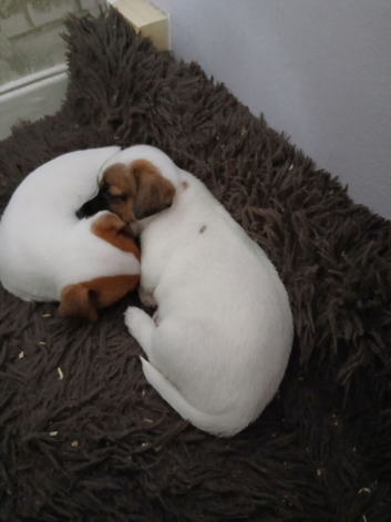 Jack Russell puppies