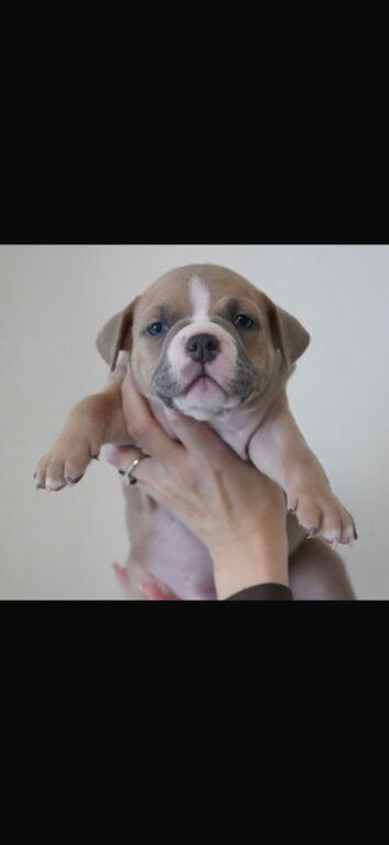 Pocket bully puppies