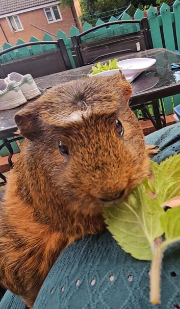 Two bonded boars