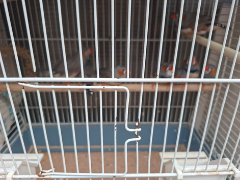 8 zebra finches