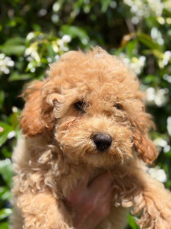 Beautiful Poochon Teddy Bears