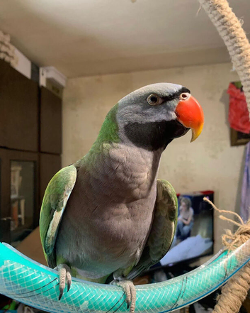 Derbyan Parrot for sale male