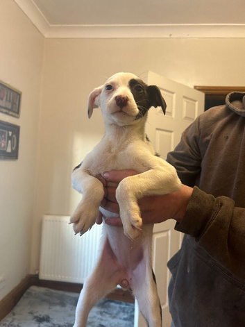 4 German shepherd x Dalmatian pups