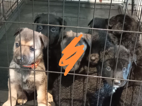 German Shepherd cross pups