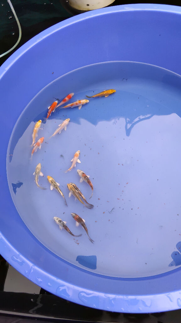 small koi &pound;5 butterfly &pound;6