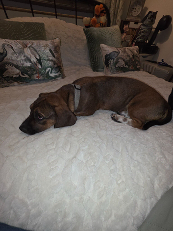 Basset Hound cross