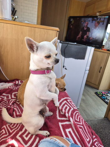 Peggy smooth coat chihuahua