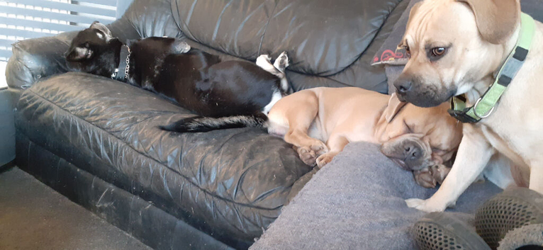 Ill health forses rehoming
