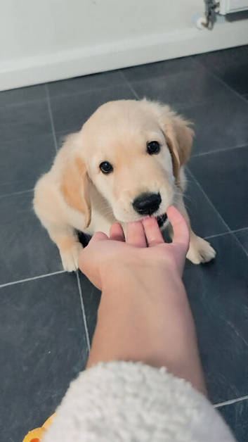 Golden retriever puppy