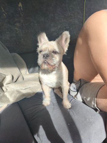 Loving mixed Frenchie