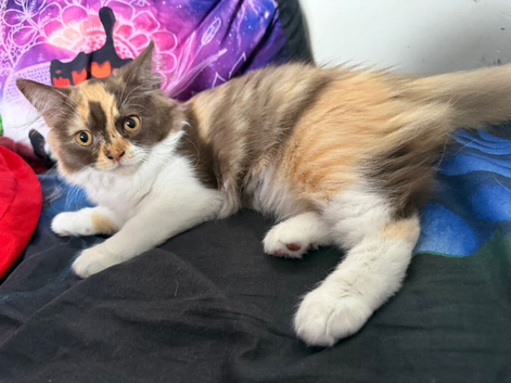 Pedigree British Longhair chocolate tortie girl .TICA registered️ Ready now
