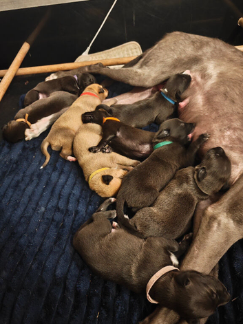 Lurcher puppies. 5 boys 1 girls left