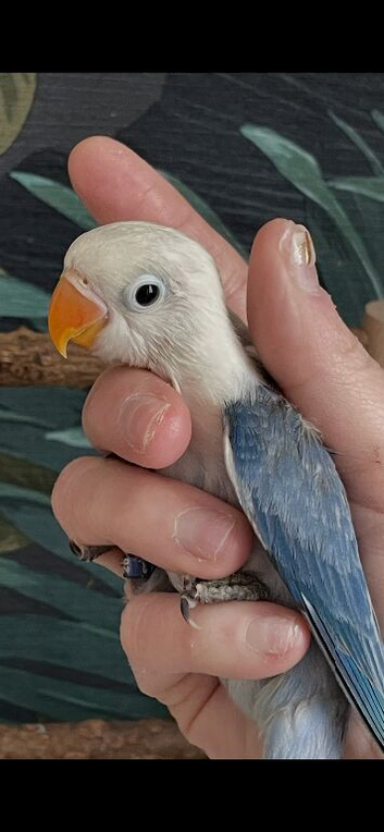 Baby semi tame lovebird