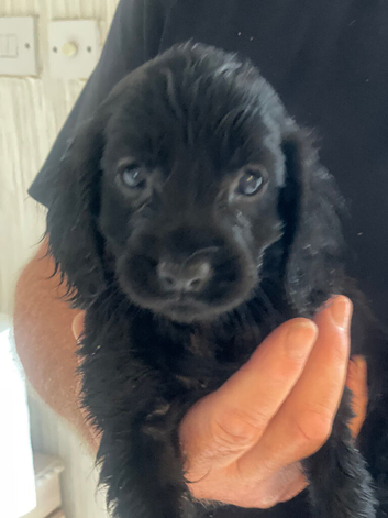 5 beautiful show cocker spaniels crossed patterdale