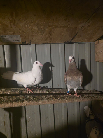 Pigeons for sale