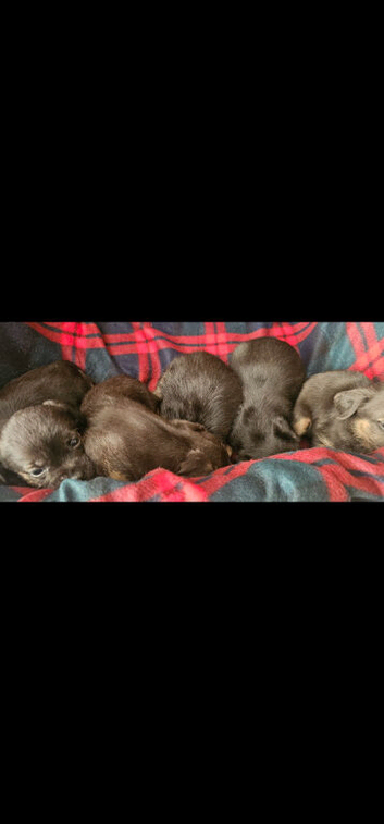 KC registered Border terrier pups