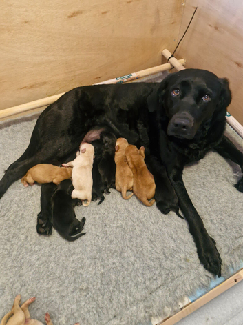 Kc health tested labrador puppies