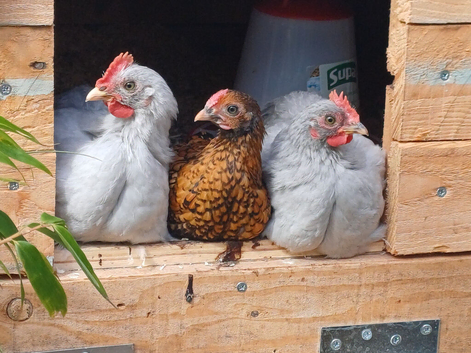 Bantams