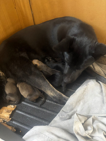 German shepherd puppies