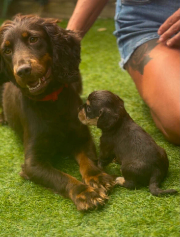Cocker spaniel puppies