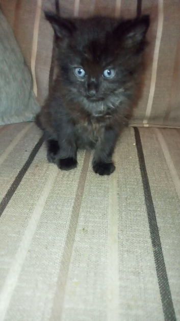 4 beautiful kittens looking for the forever home on the 27/08