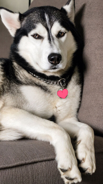 Male Husky/Malamute for STUD ONLY!!!