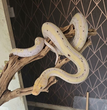 Pair reticulated super dwarf
