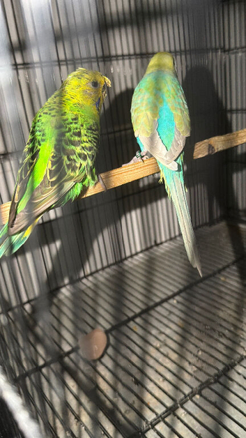 Breeder pair available