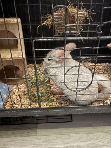 1 chinchilla with cage and other cages optional