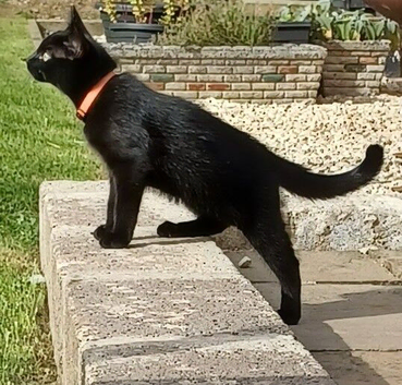 Cute 12 Week Old Female Kitten Looking For A Home