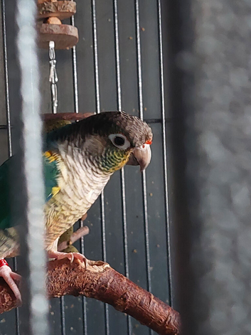 Turquoise yellow sided cinnamon 2year old male