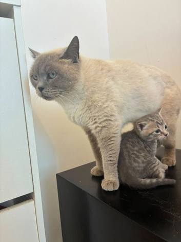 British shorthair kitten