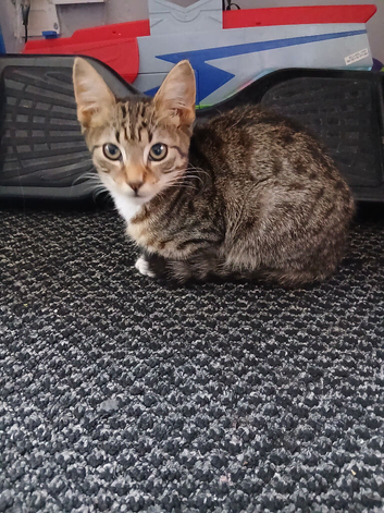 3 x 5 month old male tabby kitten