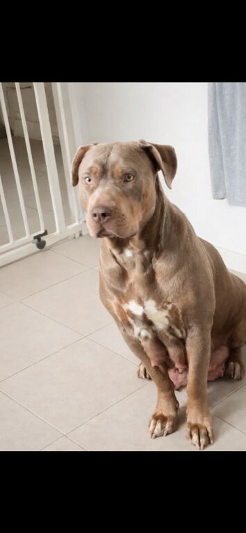 American bulldog/mix breed bully