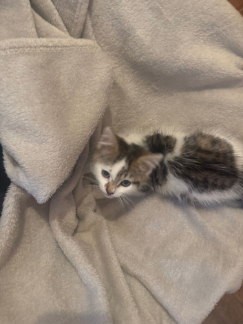 Kitten