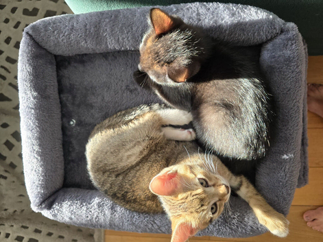 Male kittens
