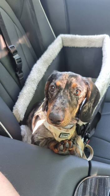 7 Month Miniature Daschund for rehome