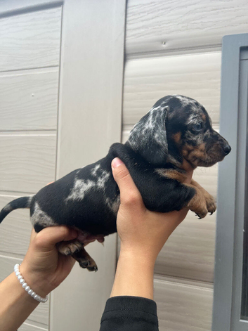 For sale 7weeks old boy