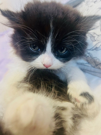 Dollface Persian boy