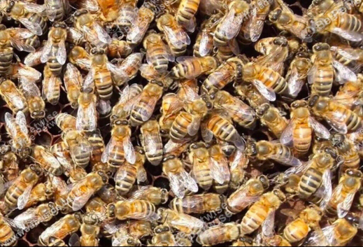 Buckfast Bees. Honeybees. Ready now! &pound;255 - &pound;275
